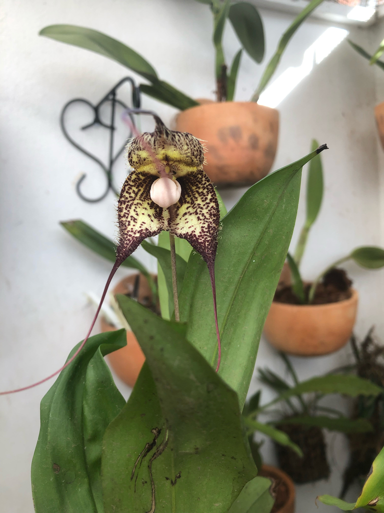 Dracula severa (Rchb.f.) Luer