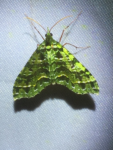 Hypocometa praeeminens