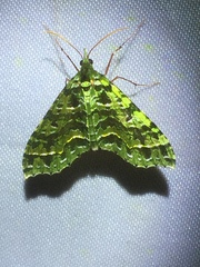Hypocometa praeeminens