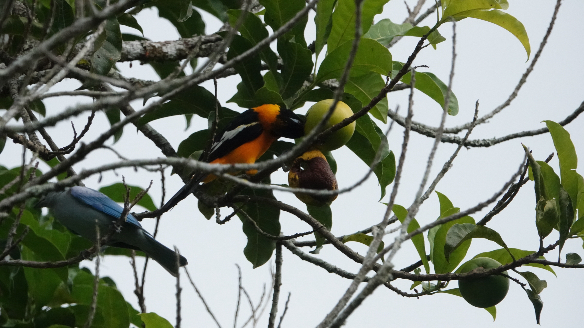 Venezuelan Troupial (Icterus icterus), photo 4