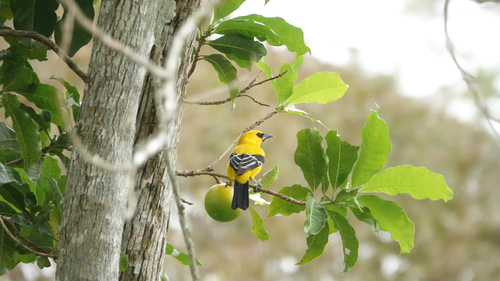 Yellow Oriole (Icterus nigrogularis), photo 3