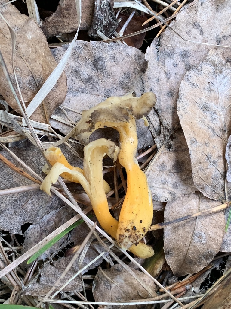 Craterellus lutescens · January 2026 · photo: © manuela9012 (iNaturalist, cc-by)