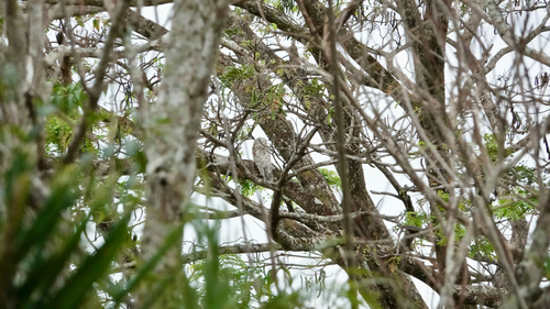 Great Potoo (Nyctibius grandis), photo 10