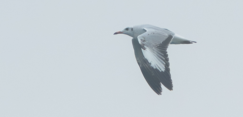 Brown-headed Gull (Chroicocephalus brunnicephalus), photo 5
