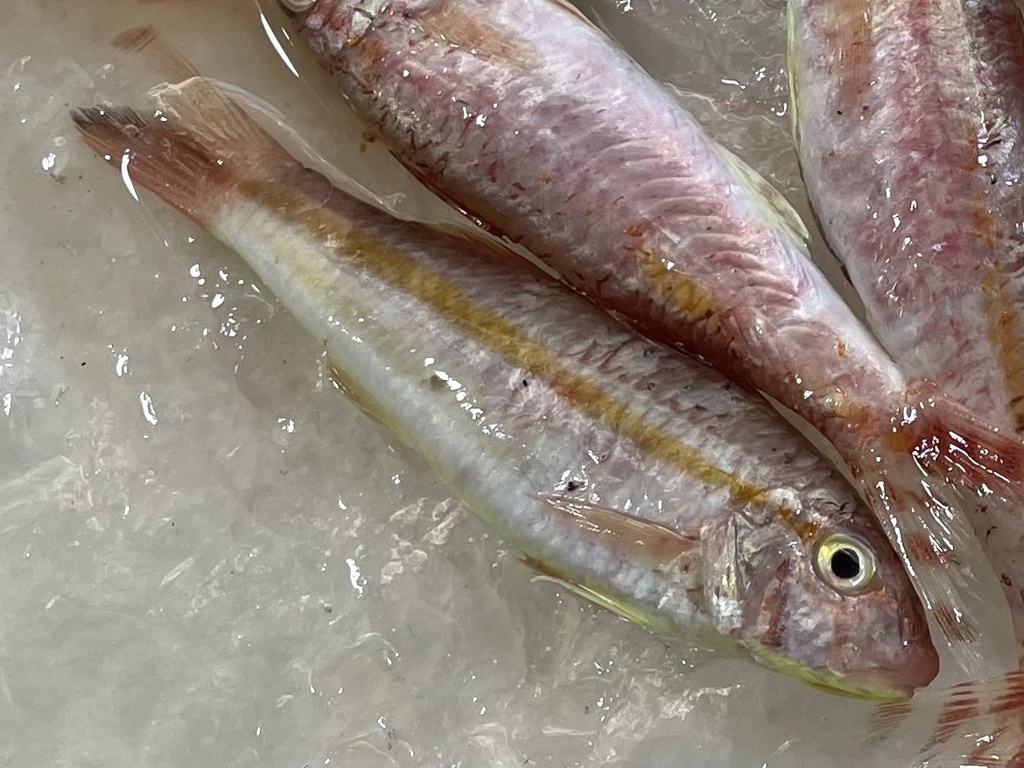 Sunda goatfish (Upeneus sundaicus) — Mullidae