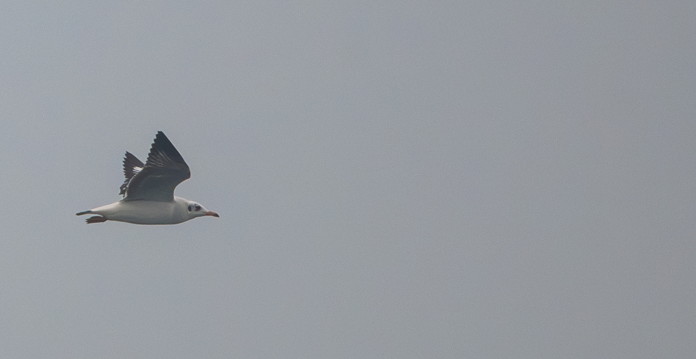 Brown-headed Gull (Chroicocephalus brunnicephalus), photo 6
