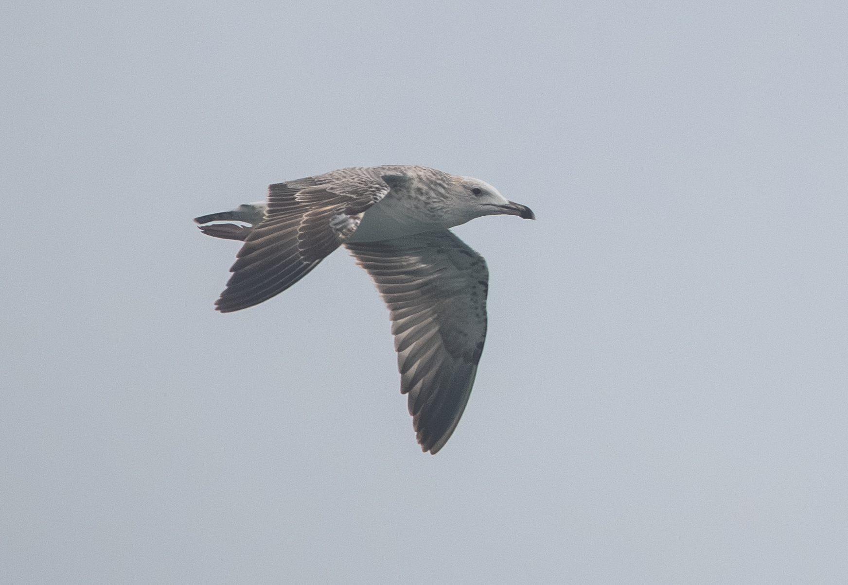 Pallas's Gull (Ichthyaetus ichthyaetus), photo 4