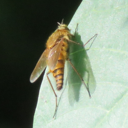Common Stiletto, photo 2 of 10