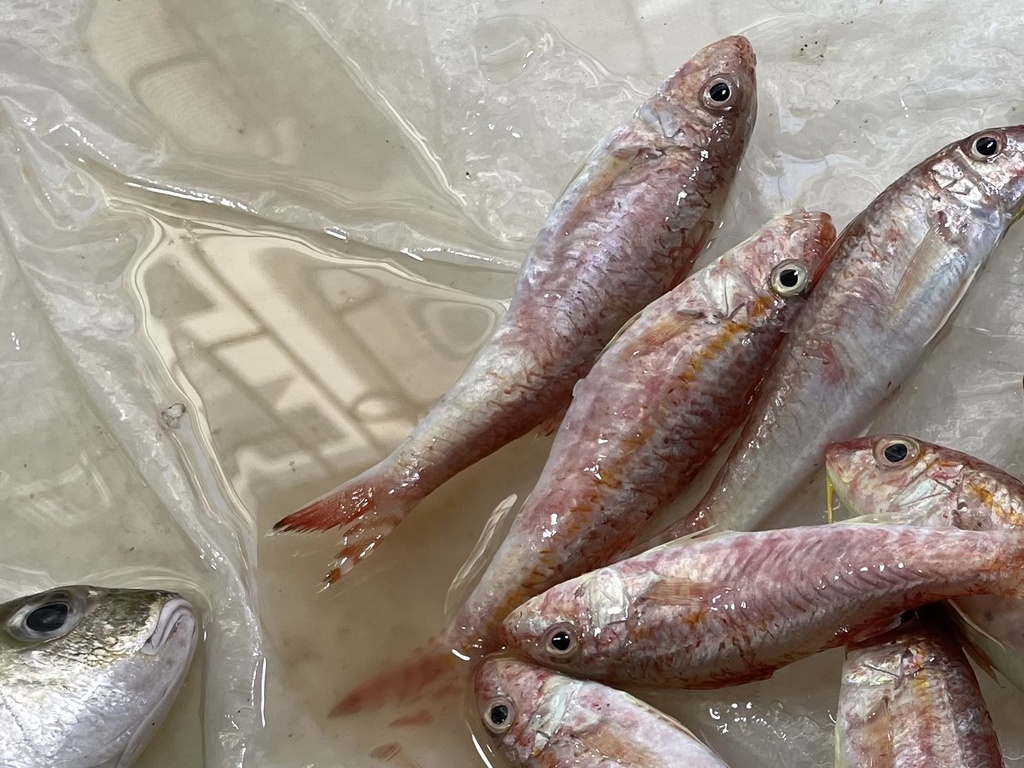 Bar-tailed goatfish (Upeneus japonicus) — Mullidae