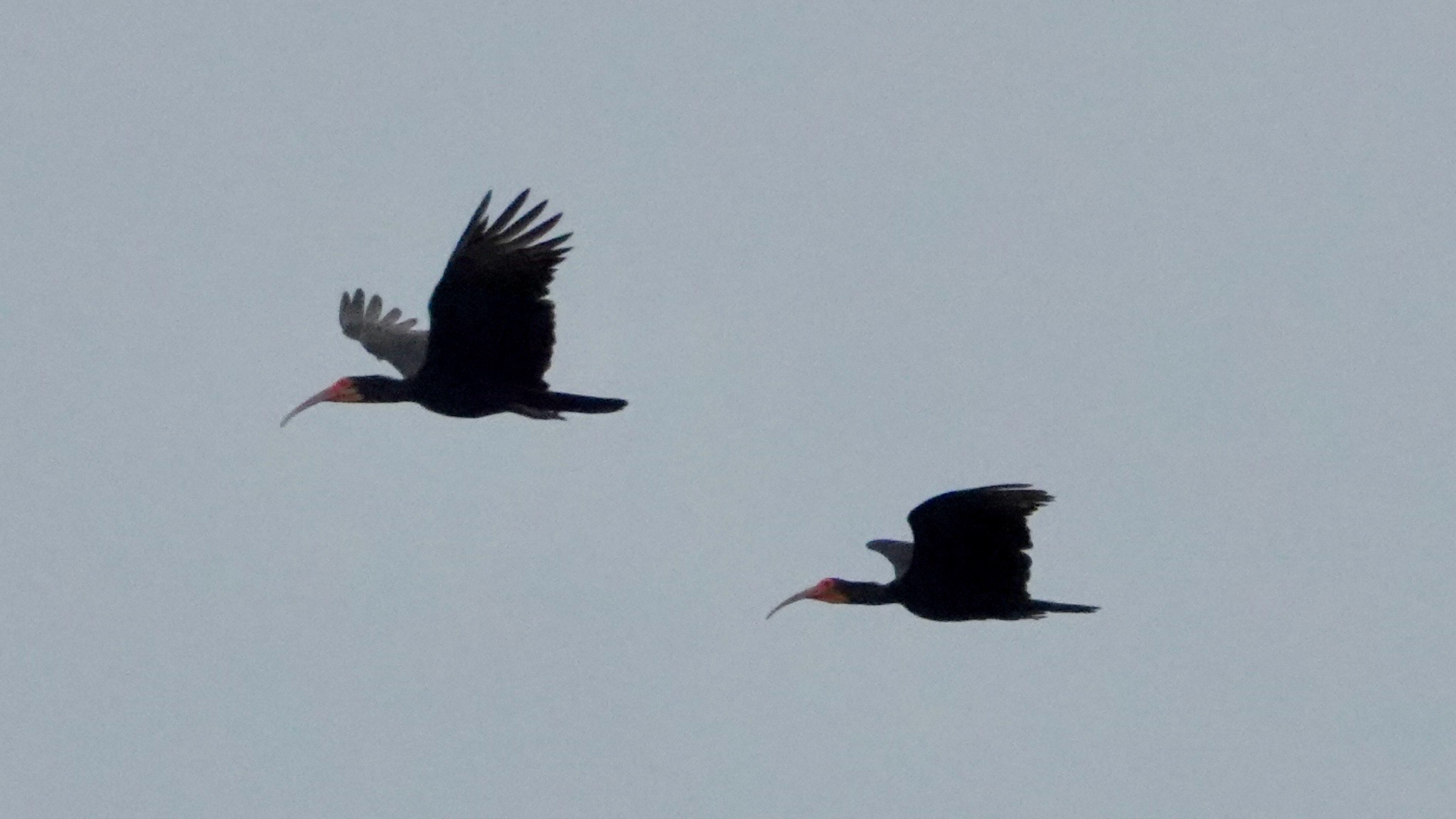 Sharp-tailed Ibis (Cercibis oxycerca), photo 2