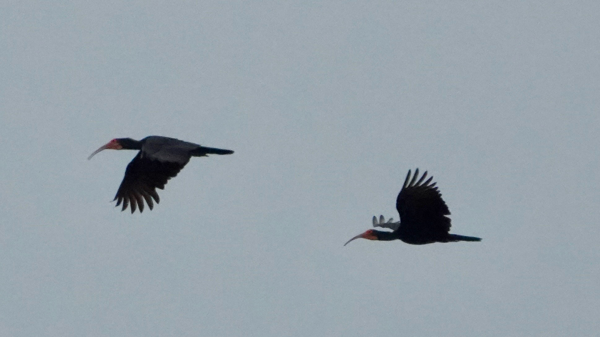 Sharp-tailed Ibis (Cercibis oxycerca), photo 1