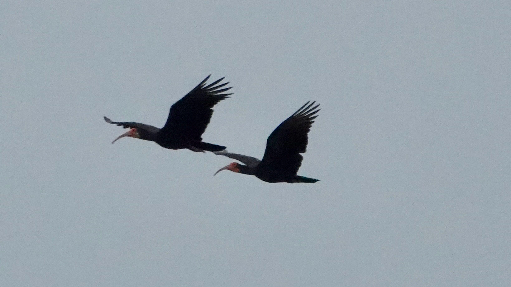 Sharp-tailed Ibis (Cercibis oxycerca), photo 3