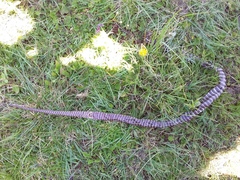 Hemachatus haemachatus