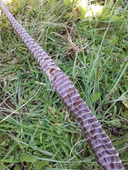 Hemachatus haemachatus