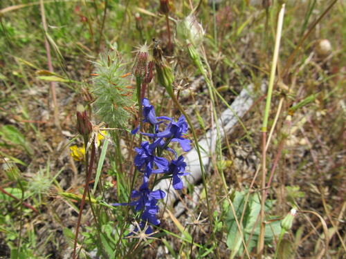 Winged Larkspur (Delphinium halteratum)