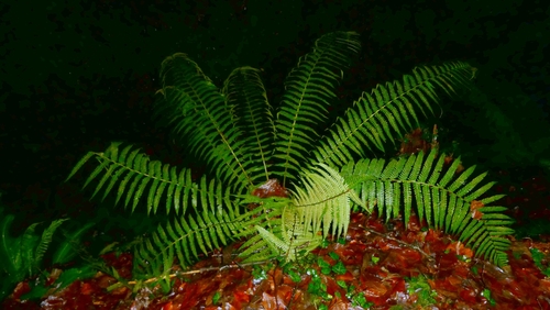 Dryopteris affinis, photograph 2