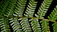 Dryopteris affinis, photograph Patrick Le Mao, CC0, iNaturalist via GBIF