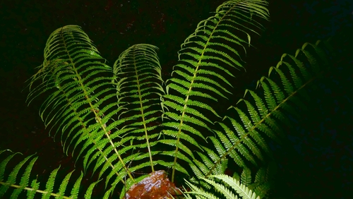 Dryopteris affinis, photograph 6