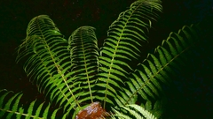 Dryopteris affinis, photograph Patrick Le Mao, CC0, iNaturalist via GBIF