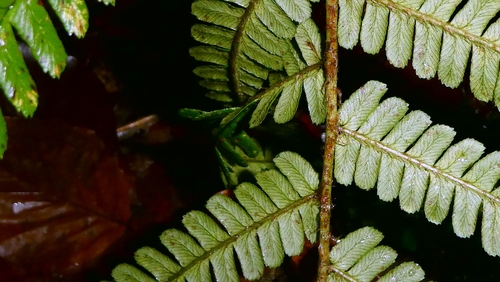Dryopteris affinis, photograph 5