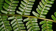 Dryopteris affinis, photograph Patrick Le Mao, CC0, iNaturalist via GBIF