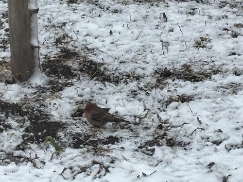 iNaturalist observation photo of House Finch