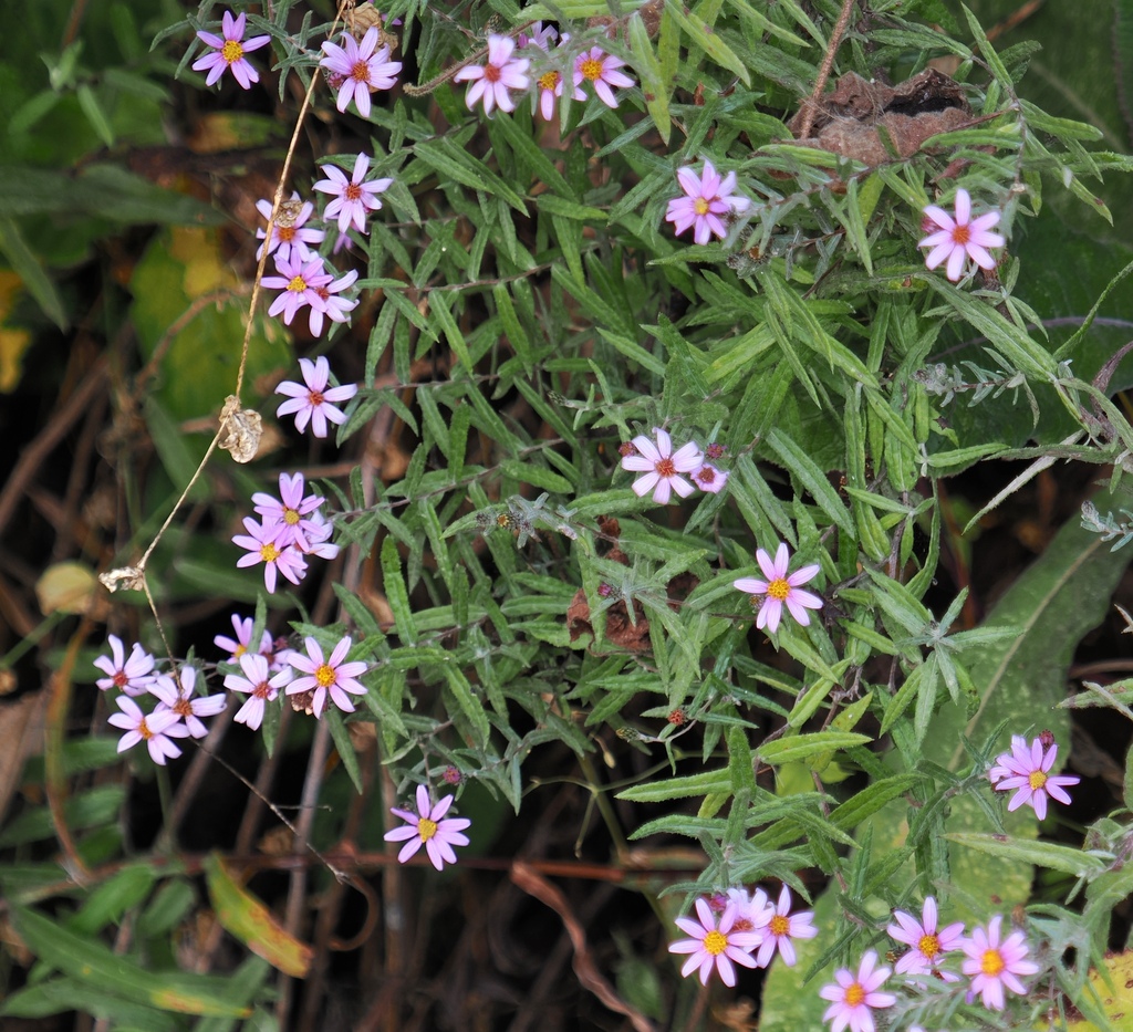 Athrixia rosmarinifolia