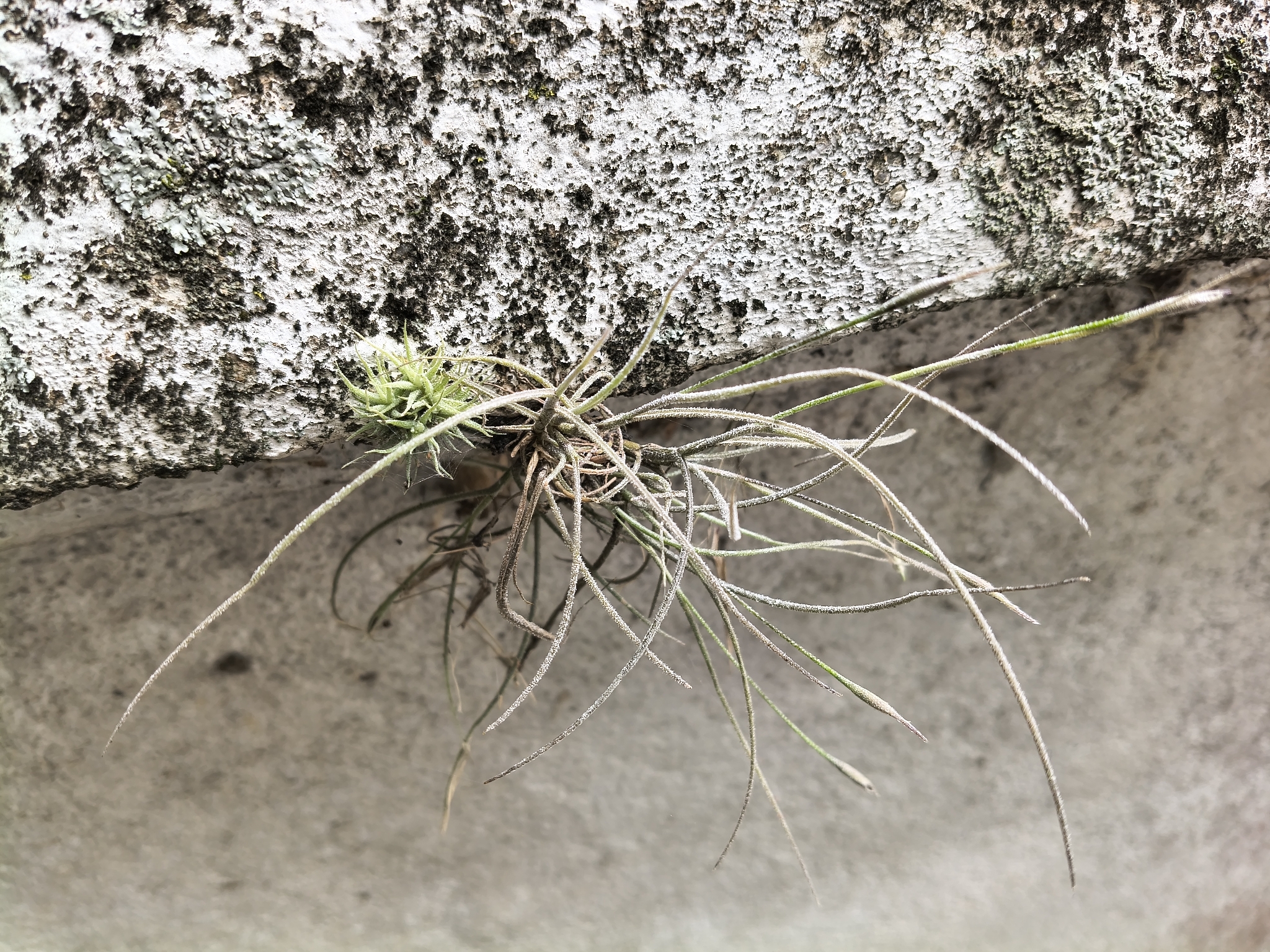 Tillandsia recurvata