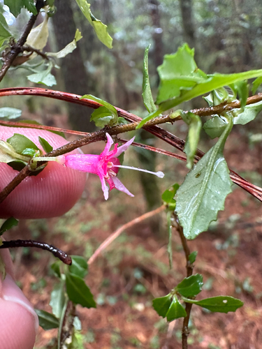 Small leaf fuchsia (Fuchsia microphylla)