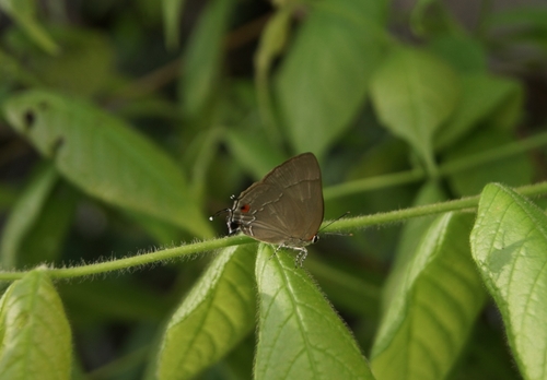 Marius Hairstreak