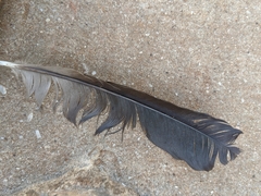 Aves