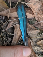 Halcyon senegalensis