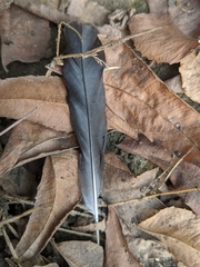 Halcyon senegalensis