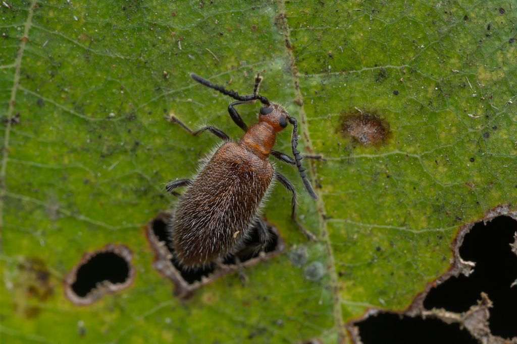 Ladhani Insect Lagriina from Shirkoli, Maharashtra 412107, India on January 10, 2026 ...