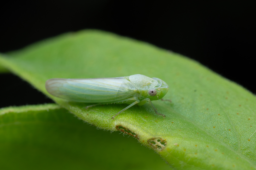 Sindurey Insect Signoretia from Shirkoli, Maharashtra 412107, India on January 10, 2026 ...