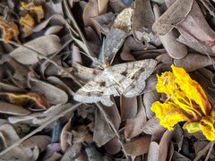 Lepidoptera