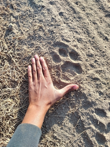 Leopard
