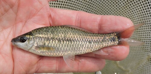 Bonylip barb (Osteochilus microcephalus) — Cyprinidae — 3