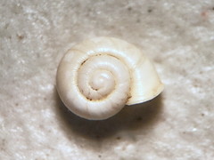 Vallonia pulchella