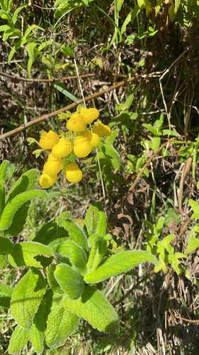 Calceolaria crenata, photograph 4