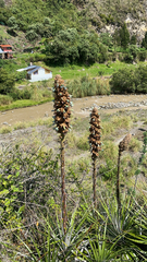 Puya glomerifera, photograph (c) Seebra Young, some rights reserved (CC BY)