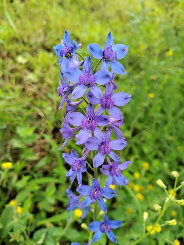 Malabar Delphinium