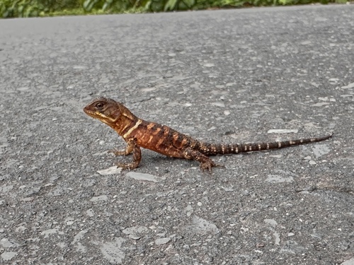 Ringed Spinytail Iguana, Enyalioides annularis
