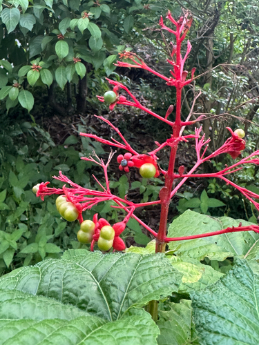 Clerodendrum intermedium observed 2026-01-12