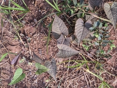 Magnoliopsida