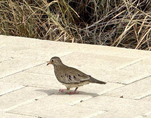 Common Ground Dove observed by bhrbabydoc