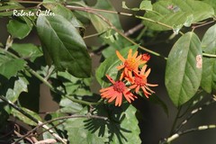 Pseudogynoxys benthamii