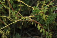 Peperomia ilaloensis