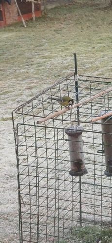 Great Tit