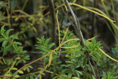 Peperomia ilaloensis